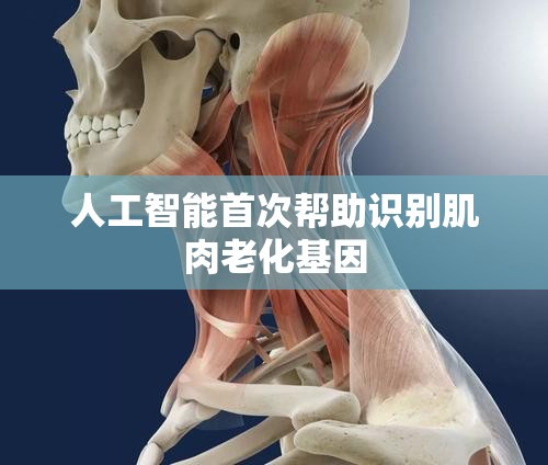 人工智能首次帮助识别肌肉老化基因